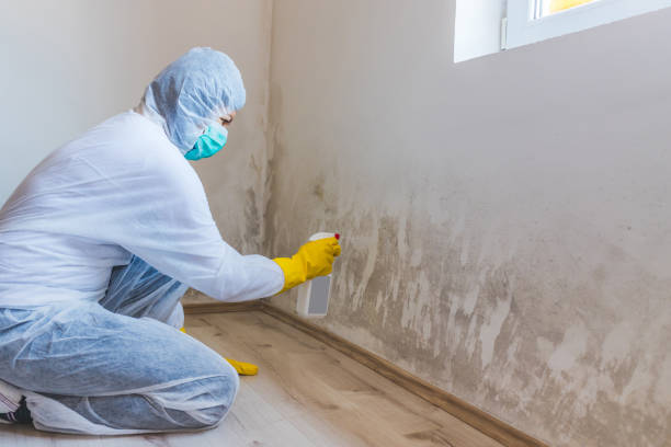Licensed Black Mold Remediation service in Wendell, NC - 24 Hour Mold Removal