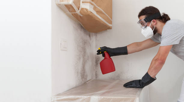 Professional Black Mold Remediation technician working in Wendell, NC
