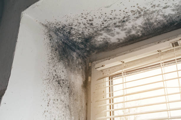 Affordable Black Mold Remediation solutions in Wendell, NC